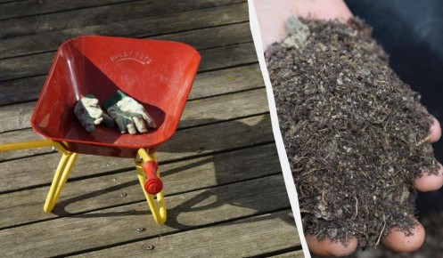 Зимняя защита садовых растений: советы для садоводов