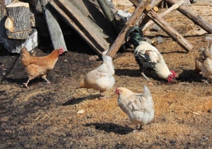 Адаптация кур-молодок из птицефабрик