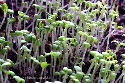 Секреты успешной посадки: когда и как сеять семена цветов и овощей в 2025 году