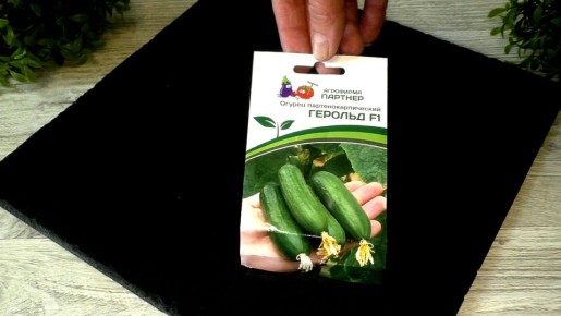 Зимний огород на подоконнике: как вырастить огурцы в домашних условиях