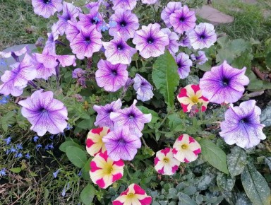 Как выбрать идеальный сорт петунии для вашего сада