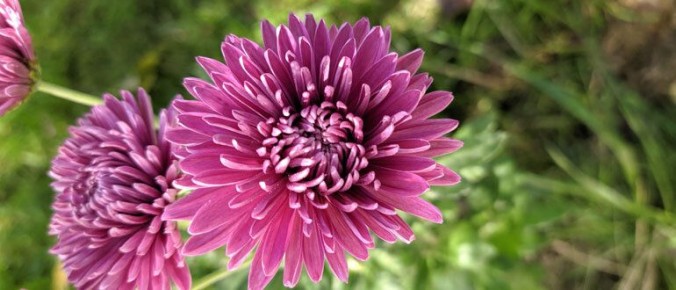 Погружаемся в мир астр: секреты успешного ухода за растением