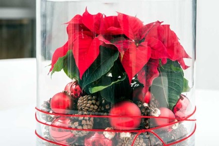 Пуансеттия в стеклянной вазе: креативный декор для новогоднего настроения