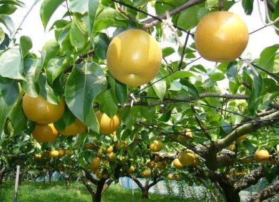 Как вернуть грушам давнюю плодовитость: основные причины и решения