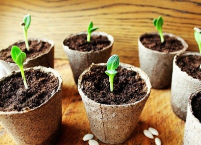 Январь: время для ранней рассады цветов и овощей