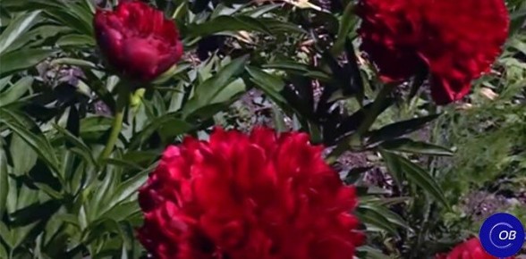 Ослепительные пионы для вашего сада: выбираем лучшие сорта