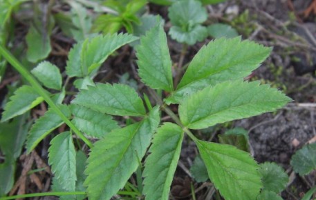 Невероятный секрет соседа: как избавиться от сныти за один сезон