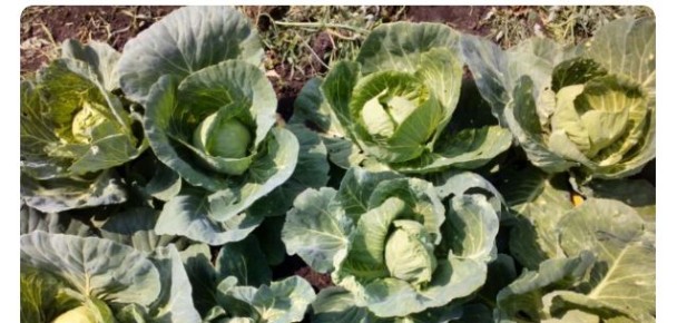 Капуста для гурманов: лучшие сорта и их особенности