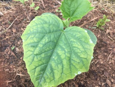 Эффективные решения для лечения желтых листьев огурцов