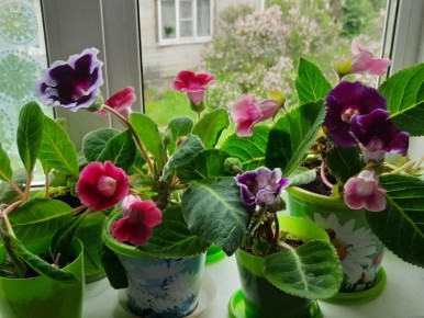 Бархатные красавицы: как глоксинии наполняют дом радостью
