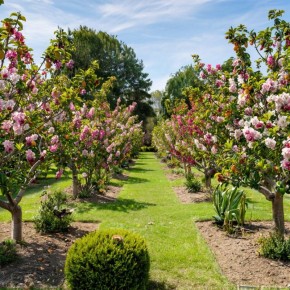 Соседи у ваших яблонь: как аллелопатия подрывает урожай