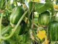 Дождливый июль и огурцы: стоит ли обрезать листья в теплице?