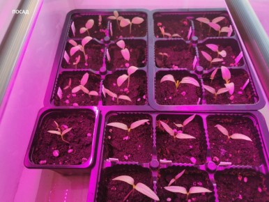 Как отличить истинные советы для садоводов от вредных мифов