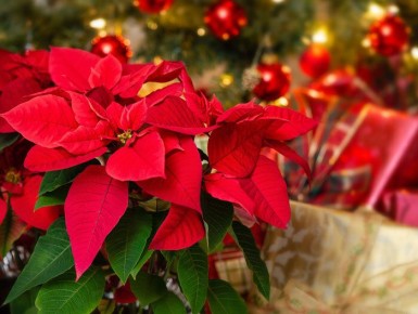 Пуансеттия: как сохранить красоту «Вифлеемской звезды» даже после праздников