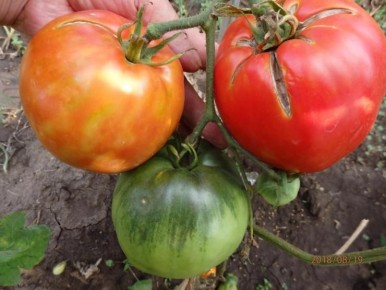 Выращивание рассады томатов: пошаговое руководство