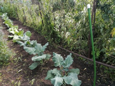 Мифы о капусте: почему кочаны не завязываются?