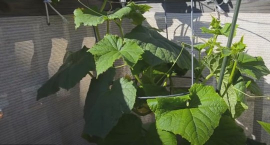 Как получить урожай зимой в квартире: топ-5 овощей для домашнего огорода