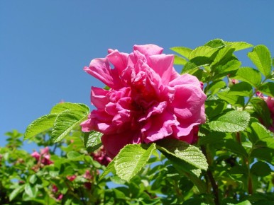 Шиповники: цветущие сокровища для вашего сада