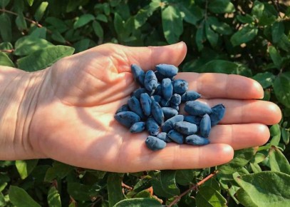 Секреты успешного ухода за жимолостью в конце лета: как создать идеальные условия для будущего урожая