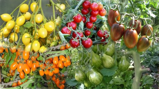 Бутербродные томаты: изысканное дополнение к праздничному столу