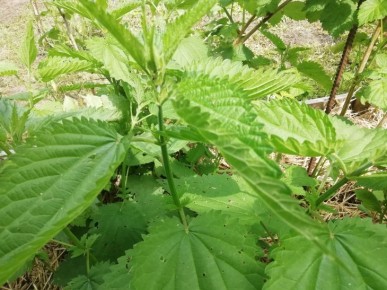 Диетолог рассказала, где искать бесплатные витамины