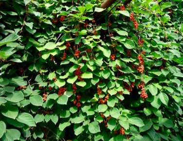 Китайская шизандра: природный энергетик для вашего дня