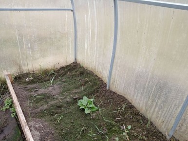 Как вернуть жизни почве в теплице: три простых шага к восстановлению