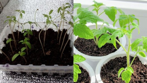 Как сэкономить на фитолампе: простой способ досветки рассады с помощью фольги