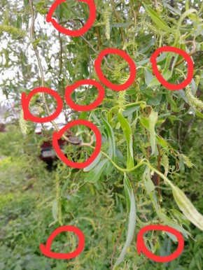 Нашествие гусениц: Рязань оказалась под угрозой