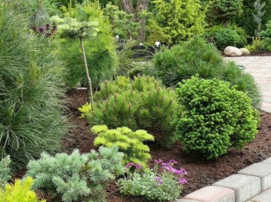 Когда раскрывать садовые растения: секреты весеннего ухода и распространенные ошибки