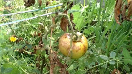 Неудачные эксперименты с народными средствами: как фитофтора уничтожила урожай томатов