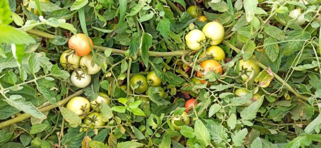 Секретный ингредиент для потрясающих помидоров: желатин и нашатырь