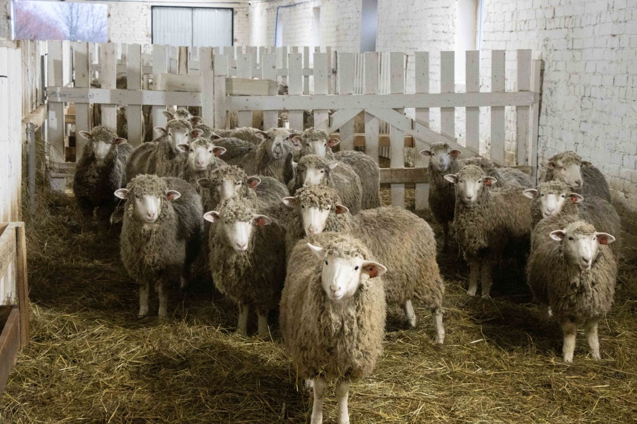 Ирина Кузичева о комплексе племсовхоза «Ильинское» в Видлице: «Каждый бюджетный рубль работает на устойчивое развитие» Ирина Кузичева о комплексе племсовхоза «Ильинское» в Видлице: «Каждый бюджетный рубль работает на устойчивое развитие»