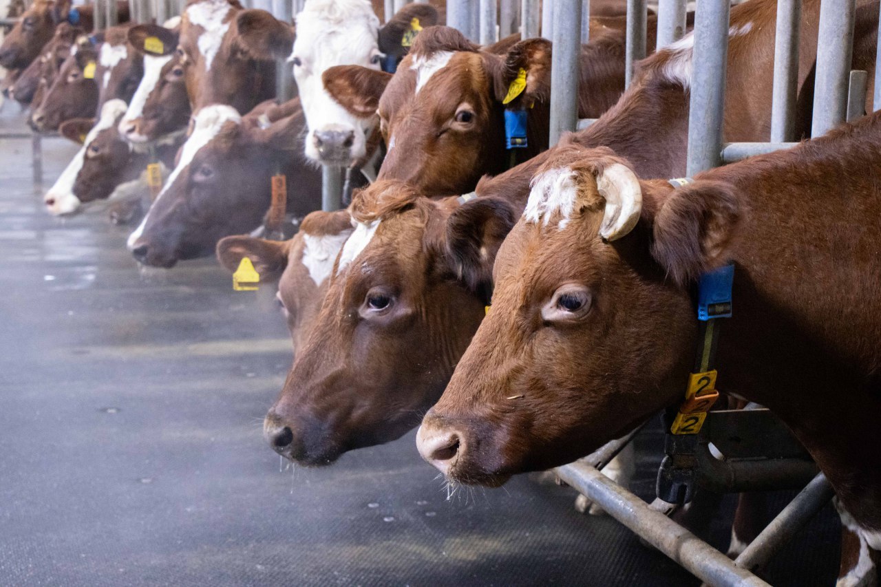 Ирина Кузичева о комплексе племсовхоза «Ильинское» в Видлице: «Каждый бюджетный рубль работает на устойчивое развитие»