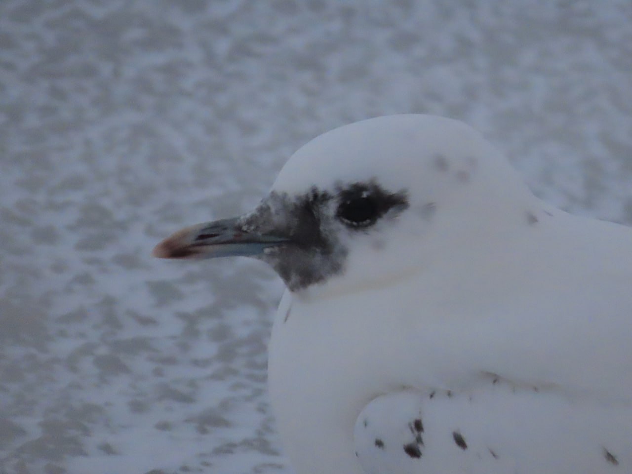 Молодую белую чайку встретил на берегу реки Выг наш подписчик Вадим Волков Молодую белую чайку встретил на берегу реки Выг наш подписчик Вадим Волков
