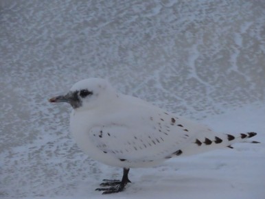 Молодую белую чайку встретил на берегу реки Выг наш подписчик Вадим Волков