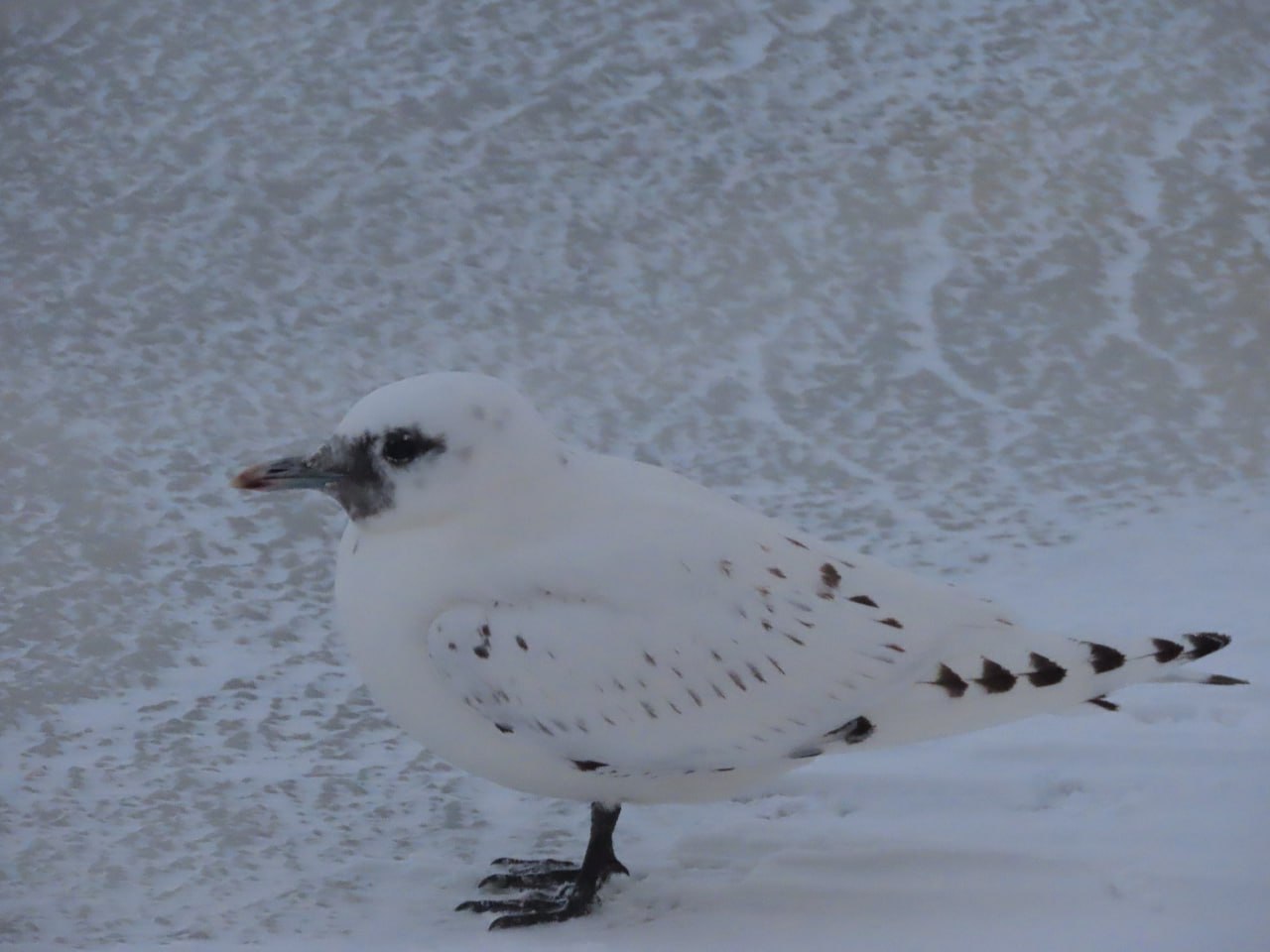 Молодую белую чайку встретил на берегу реки Выг наш подписчик Вадим Волков
