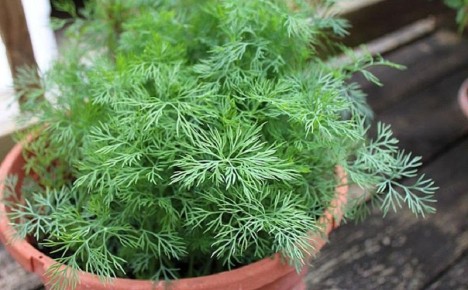 ��� ��������� ����� �� �����������: ������ ������ ����� �� ��� ������