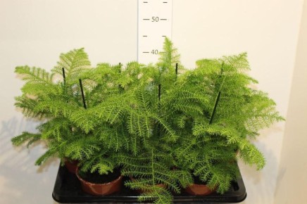 ���������: �������������� ���� ��� ��������� ���������