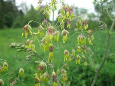 ���������� ��� �����������: ������������� ������� � ������� ����