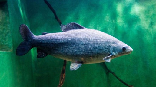 Уникальная генетика муксуна: как сохранение редкой рыбы меняет будущее экосистемы Ямала