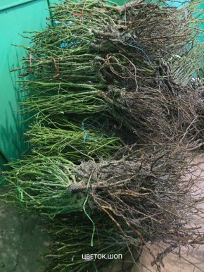 ��� ����������� ������� ��� � ��������� ������