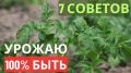 Секреты успешного урожая картофеля: 7 советов от опытных садоводов