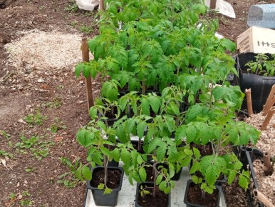 Как успешно acclimatизировать рассаду перед высадкой: секреты успеха для каждого садовода