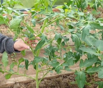 ������ ���������� ������������ ������� - ���� � �������� ������