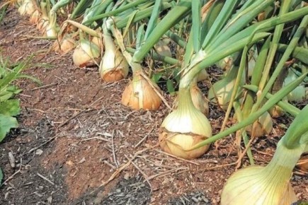 ��� ��������� ������: ��� ��������� ����-��������� � ����� ����