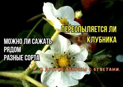 ��������: ���� � ���������� � ������������ � �����������