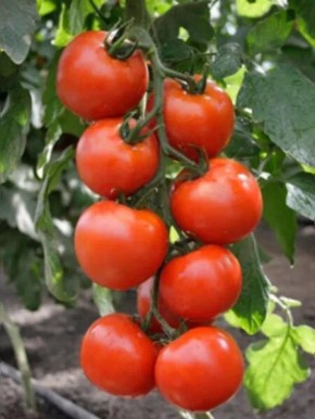 ����� ����� ����������: �������������� ������ � ˸������� �����