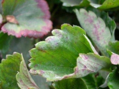 Клубника Ламбада: уникальные особенности и секреты выращивания