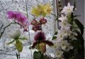 Секреты зимовки орхидей: как сохранить красоту цветков в холода